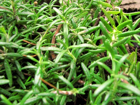 Rosemary from my urban garden